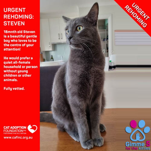 Steven Private Rehoming No Charge!