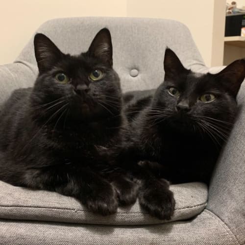 Delta and Sol (Urgent)