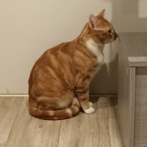 Gum **2nd Chance Cat Rescue**