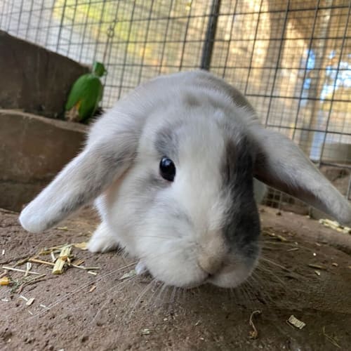 Nala