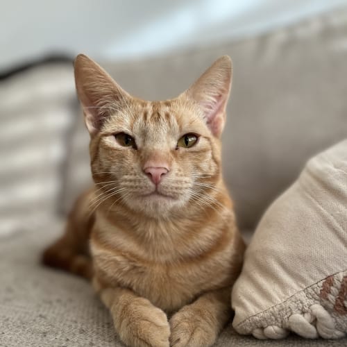 Drax