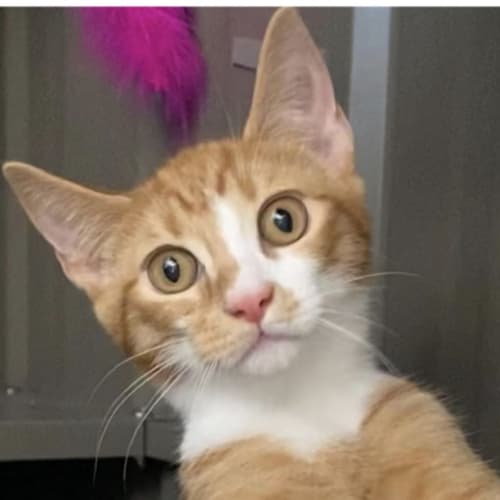 Cheddar