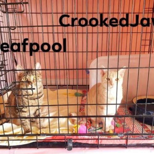 Leafpool and CrookedJaw