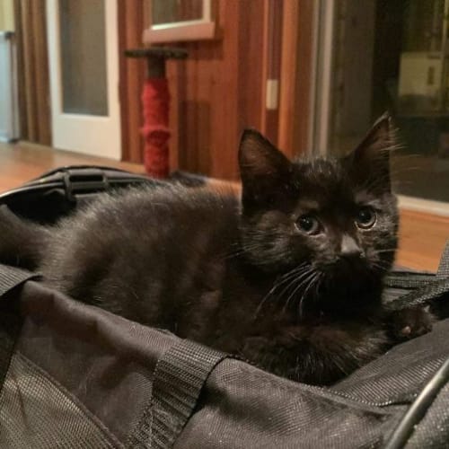 Sarsaparilla**2nd Chance Cat Rescue**