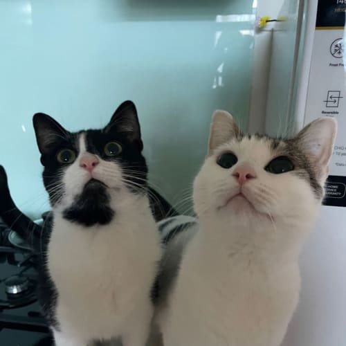 Spots and Silky