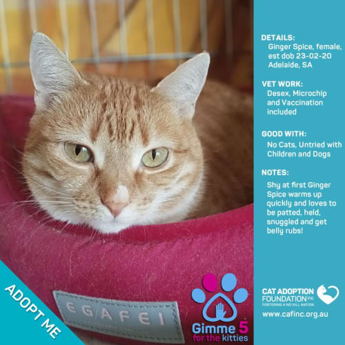 Ginger Spice Just $39 Limited Time!
