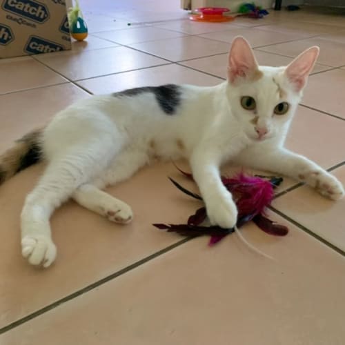 Tinkerbell 🧚‍♀️💕