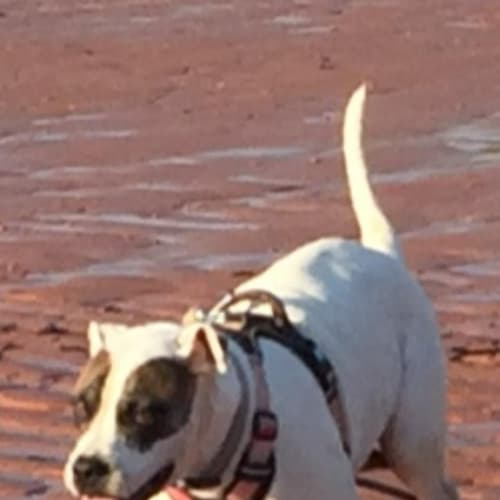 Roxi