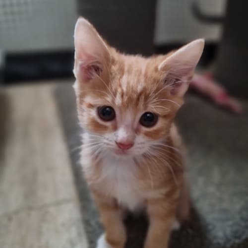 Apricot