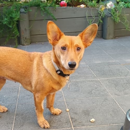 Coco