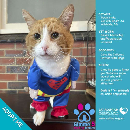 Soda $0 Adoption Fee!