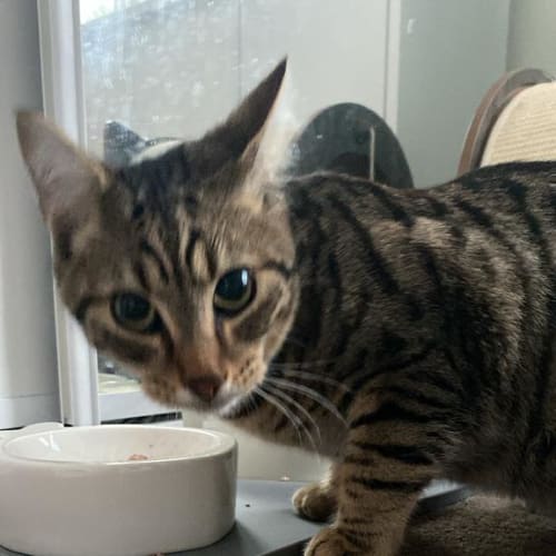 Rigby Stripes