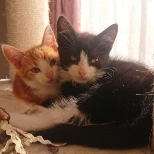 Ichi **2nd Chance Cat Rescue**