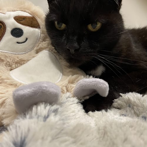Smokey