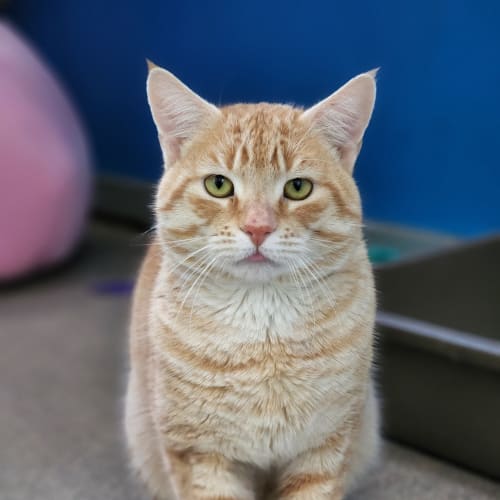 Ginger Nut