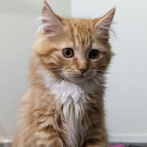Cookie - Meet me at PetStock Mitcham