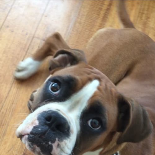 Pippa