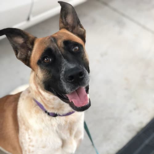 Maya