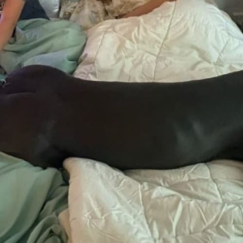 Duke