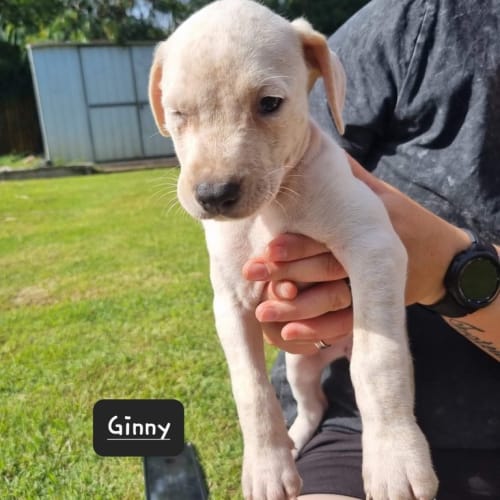 Ginny