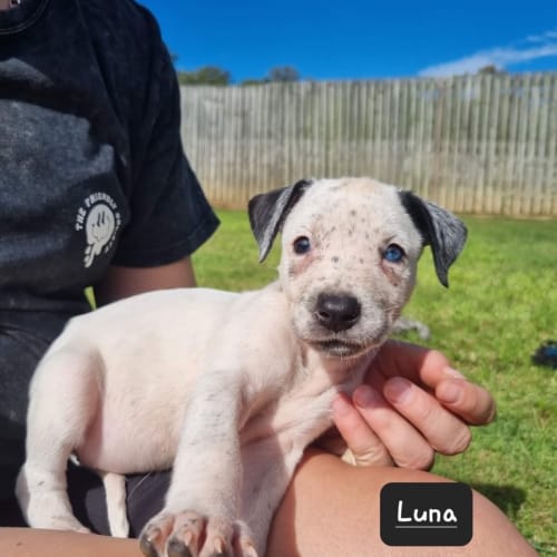 Luna