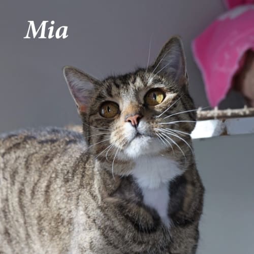 Mia