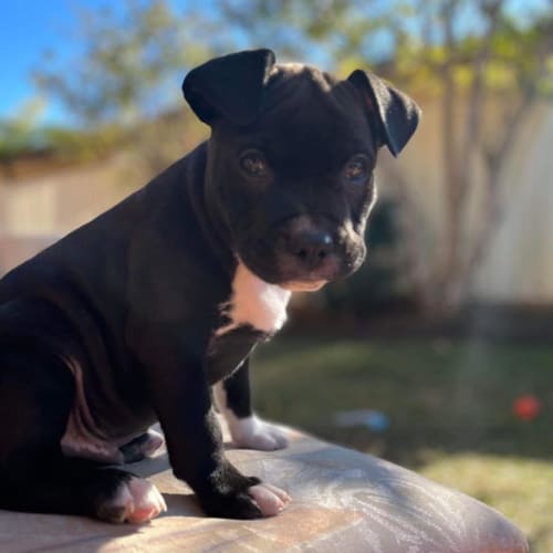 Chester ~ Staffy X Puppy(On Trial 1/7/2022)