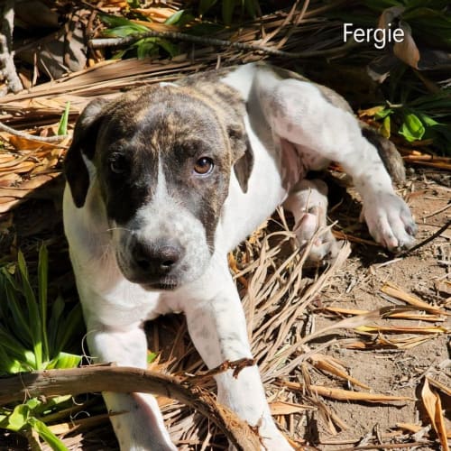 Fergie