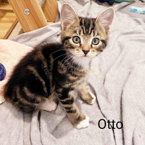 Otto