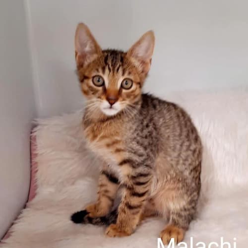 Malachi