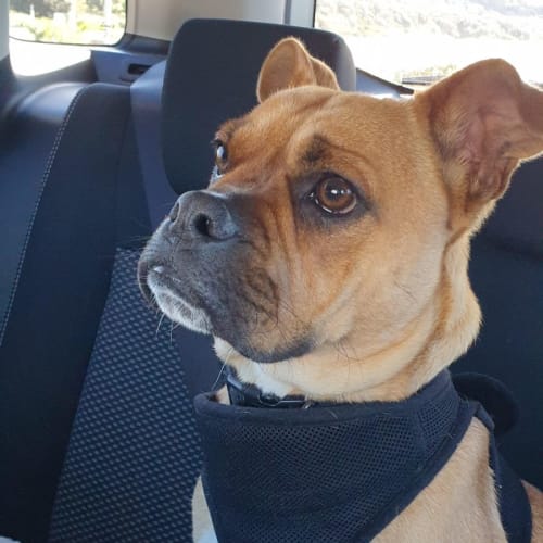 Thumper ~ 3yr Old Staffy X(On Trial 3/12/22)