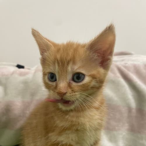 Ted**2nd Chance Cat Rescue**