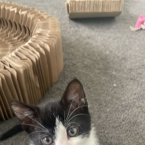 Monte**2nd Chance Cat Rescue**
