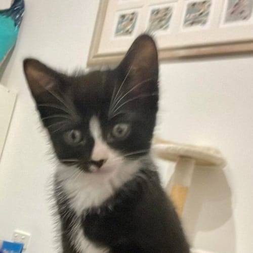 Romeo**2nd Chance Cat Rescue**