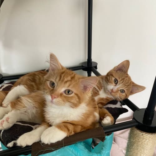 Floyd**2nd Chance Cat Rescue**