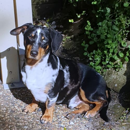 Sammy (Lochy) ~ 18mo Dachshund X(On Trial 30/6/22)