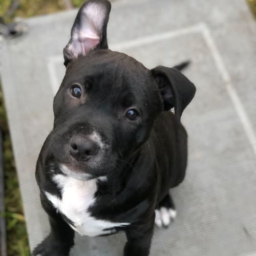 Jag ~ Staffy Puppy(On Trial 3/7/22)
