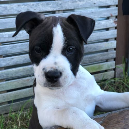Jonas ~ Staffy Puppy(On Trial 3/7/22)