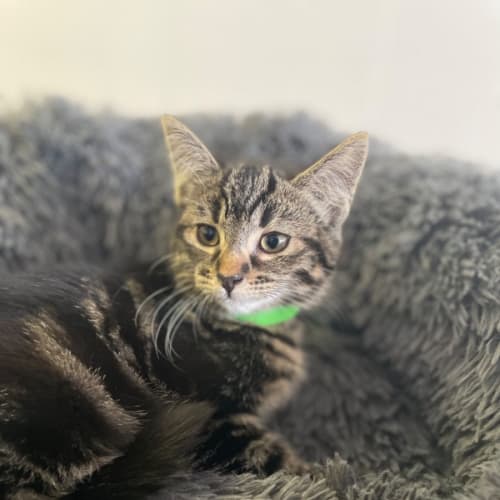 Leo
