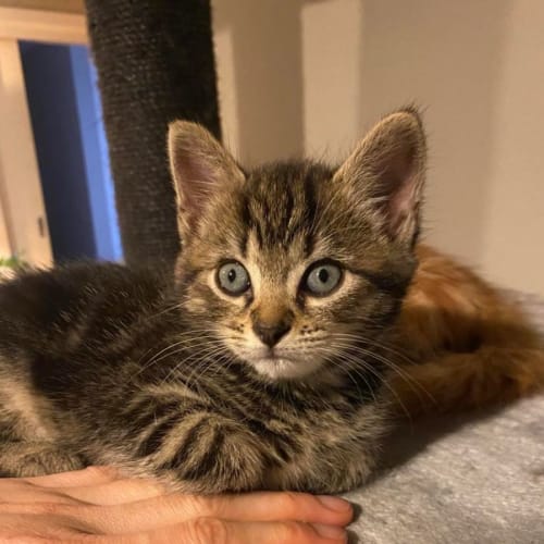 Obie**2nd Chance Cat Rescue**