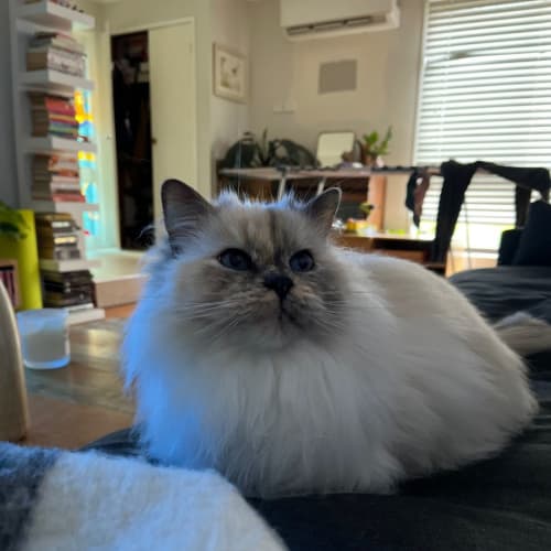 Millie