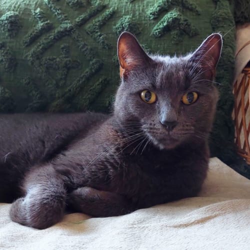 Feliks (meaning "lucky")
