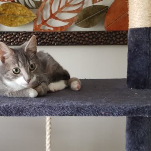 Smudge