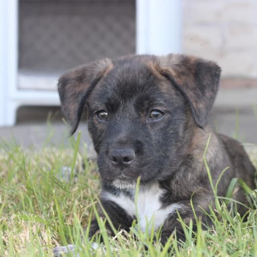 Lulu