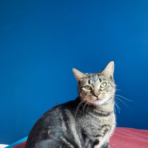 Arachne - Located in Collingwood