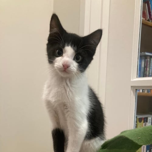 Oreo