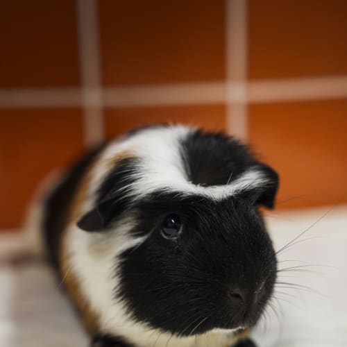 Franklin