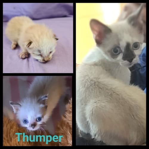 Thumper