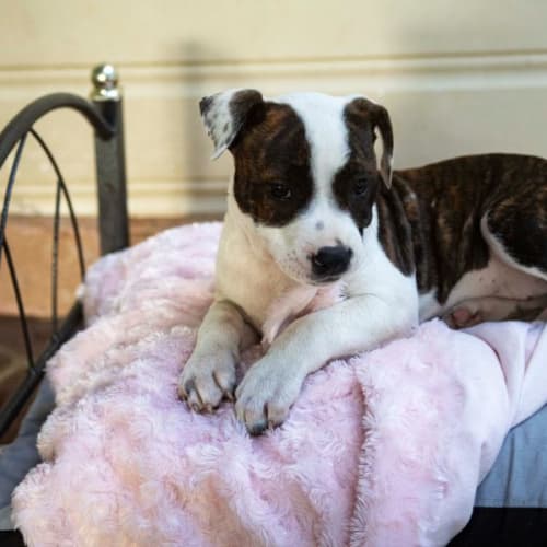 Poppy ~ English Staffy Puppy(On trial 5/7/22)