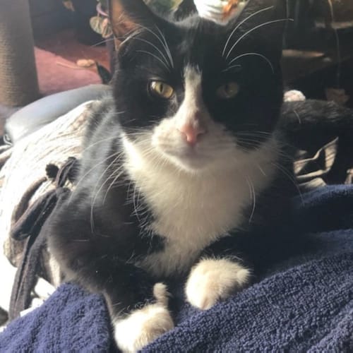 Chester